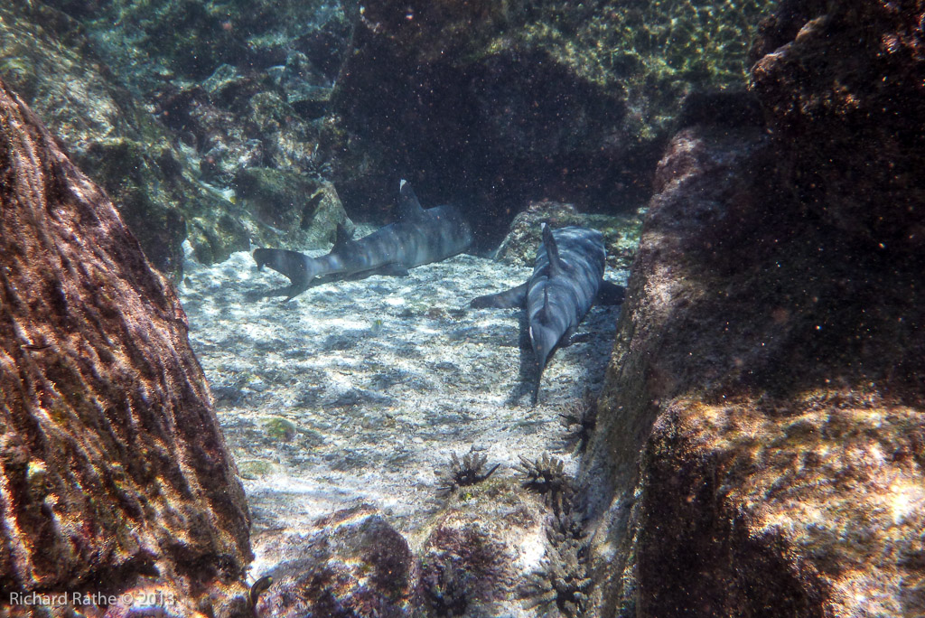 White-Tipped Shark