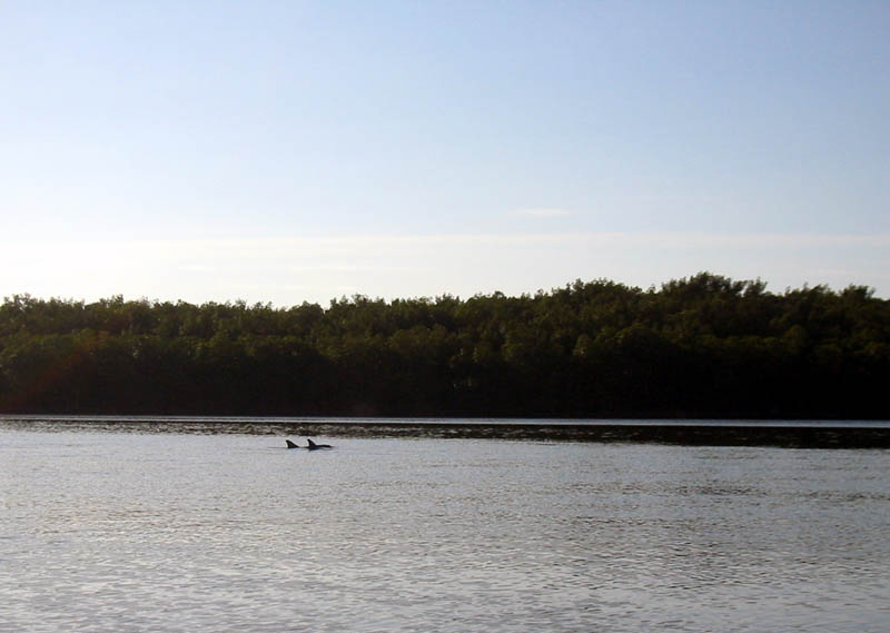 18 Dolphin Family