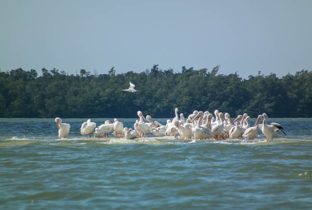 Eglades13 103