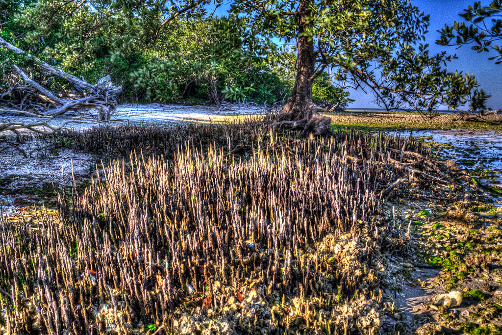 Eglades13 143