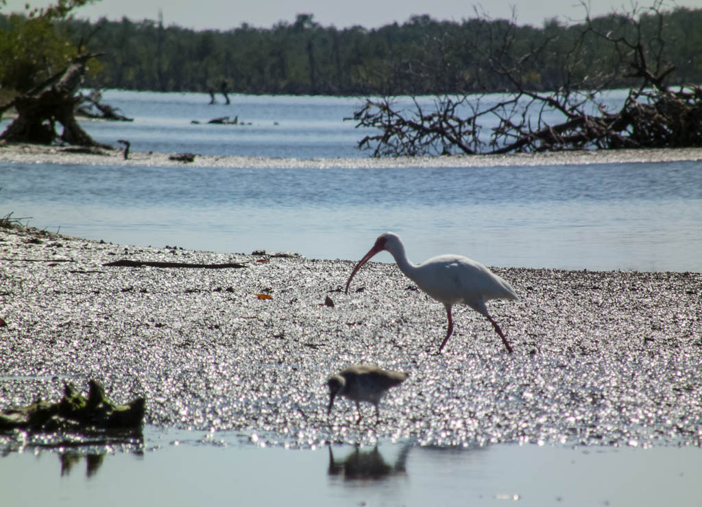 Eglades13 80
