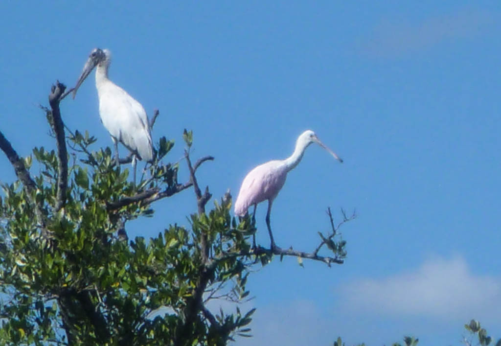 Eglades13 81