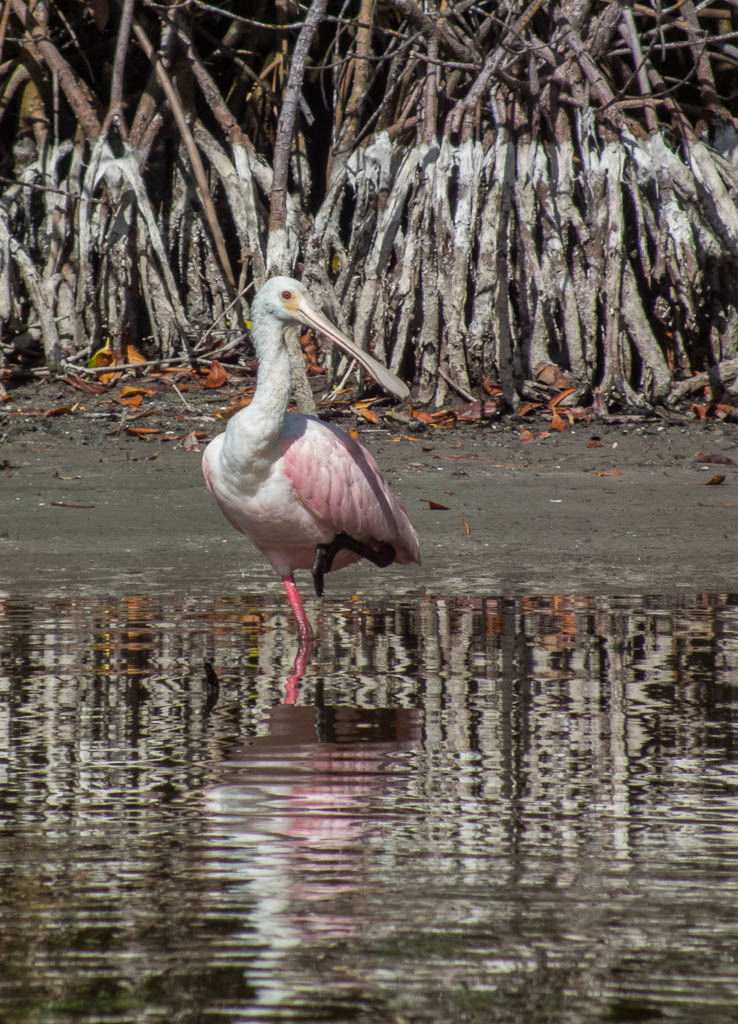 Eglades13 84