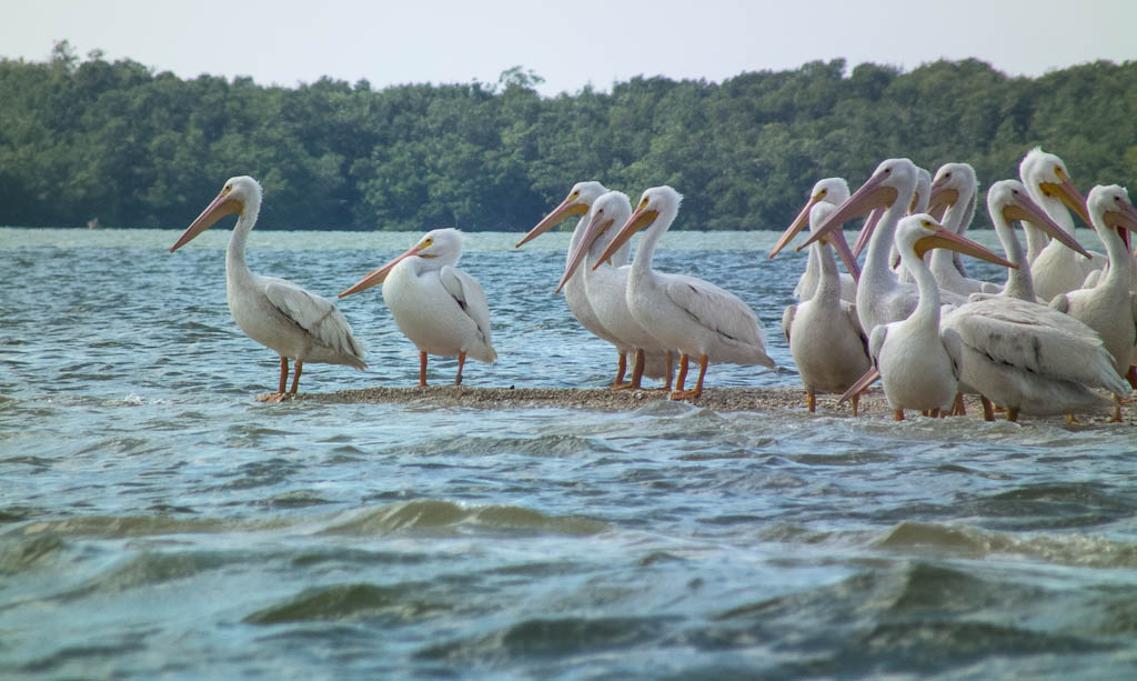 Everglades 2013 109