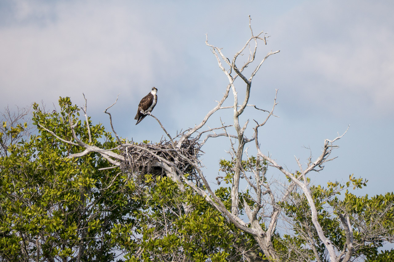 Everglades 2015 8