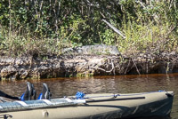 1003 Critters Everglades 2022 American Crocodile Buttonwood Canal