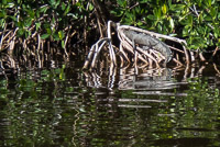 1005 Critters Everglades 2022 American Crocodile Buttonwood Canal