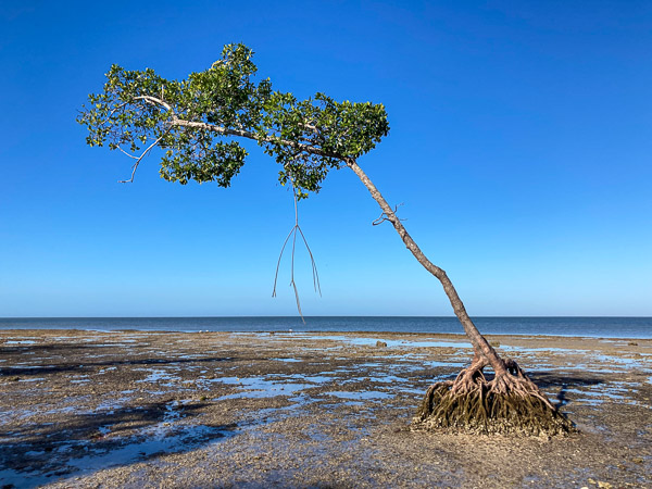 One Tough Mangrove!