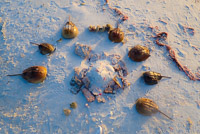 1012 Everglades 2024 Rabbit Key Horseshoe Crab