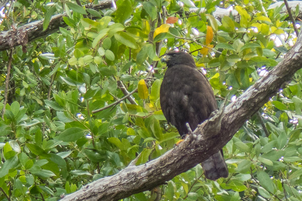 Zone-Tailed Hawk Along Plate Creek