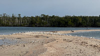 0043 Birds Everglades 2026 