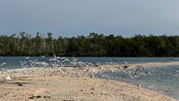 0045 Birds Everglades 2026 