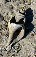 0064 Everglades 2026 