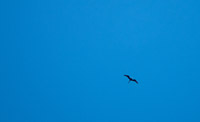 50 N Frigate Bird