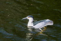 50 N Night Heron Swimming