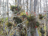 50 N Plant Bromeliads
