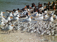 50 N Rabbit Key Birds