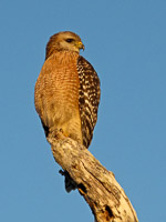 50 N Red Shouldered Hawk