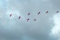 50 N Spoonbills Flying