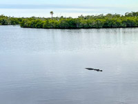 50 N Sweetwater Gator