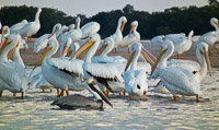50 N White Pelicans