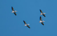 50 N White Pelicans Soaring