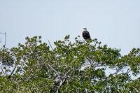 50 S Bald Eagle