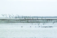 50 S Black Skimmers