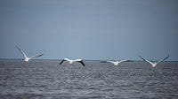 50 S Pelicans Flying