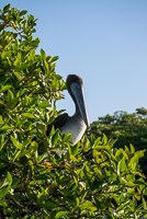 0023 Galapagos 