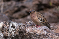 0053 Galapagos 