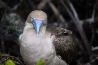 0058 Galapagos 