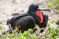 0066 Galapagos 