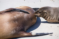 0081 Galapagos 