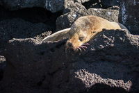 0095 Galapagos 