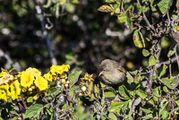 0109 Galapagos 