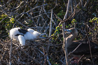 0136 Galapagos 