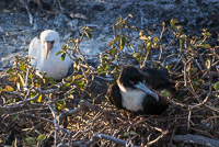 0152 Galapagos 