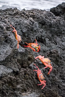 0176 Galapagos 