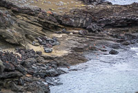 0184 Galapagos 