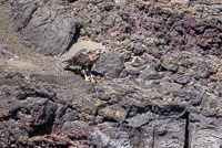 0233 Galapagos 