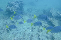 0246 Galapagos 