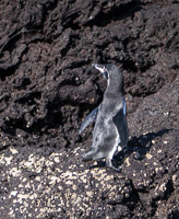 0275 Galapagos 