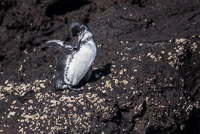 0277 Galapagos 