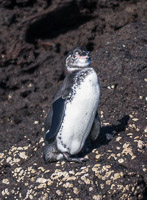 0278 Galapagos 