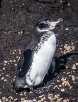 0280 Galapagos 