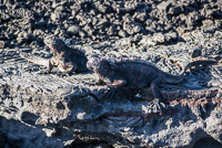 0291 Galapagos 