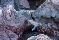 0355 Galapagos 