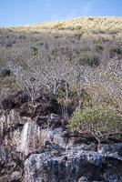 0367 Galapagos 