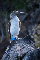 0374 Galapagos 